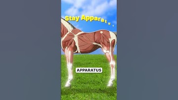 Why Do Horses Sleep Standing Up? 🐎