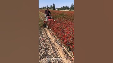 Harvesting chili peppers- Good tools and machinery can increase work efficiency