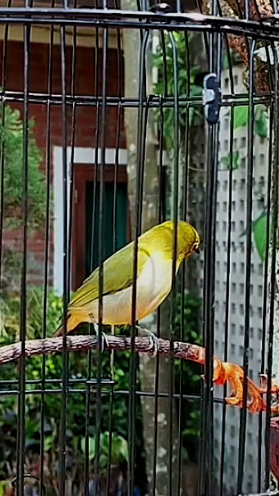 pleci wiksar, roll,? #birds #plecigacor #kicaumania #shorts