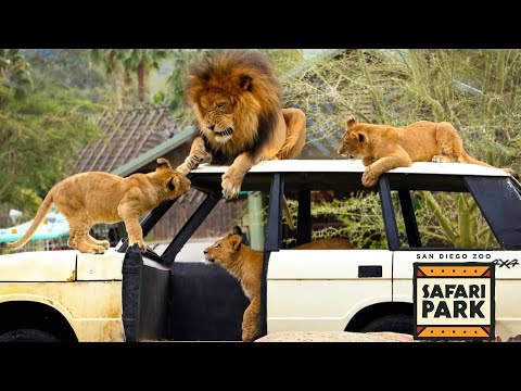 San Diego Zoo Safari Park | Full Walking Tour [4K UHD]