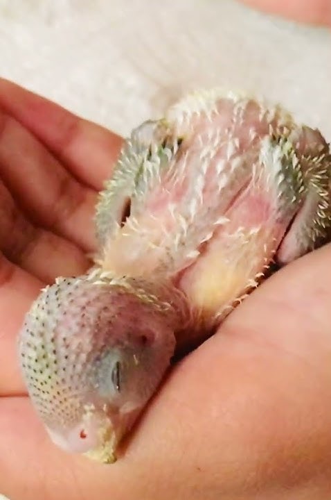what-she-is-dreaming-of-budgies-parakeet-parrot-youtube