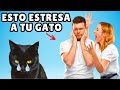 Causas principales del ESTRÉS en gatos ⚠️ ¿Haces alguna de ellas?