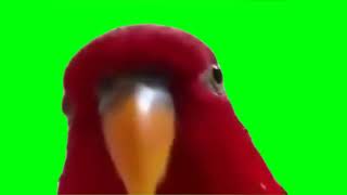 Laughing Red Bird Meme Green Screen