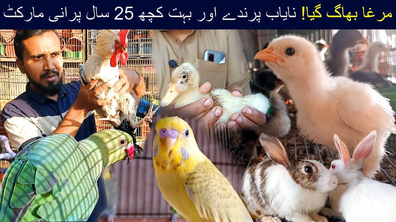 Cheapest Birds Wholesale I Most Exotic Birds Parrots Hen Pigeon Market