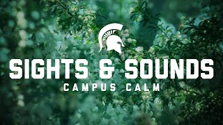 Sights and Sounds: Campus Calm | Michigan State University