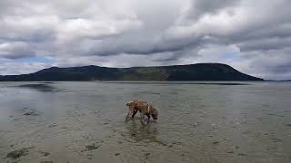 Exquisite Seaside Puttering with a Water Dog