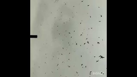 Suara walet terbaik/walet langsung respon.