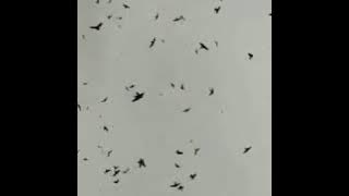 Suara walet terbaik/walet langsung respon.