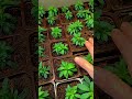 фитолампы