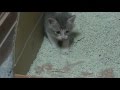 捨て子猫,ついに別れの時が来る。 Farewell to those who discard cats and pick up