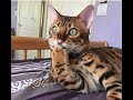 Кошки играют видео Cats Play video смешная игра бенгальская кошка ненавидит туалетную бумагу