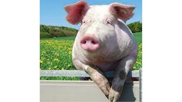 pig grunting sound effect
