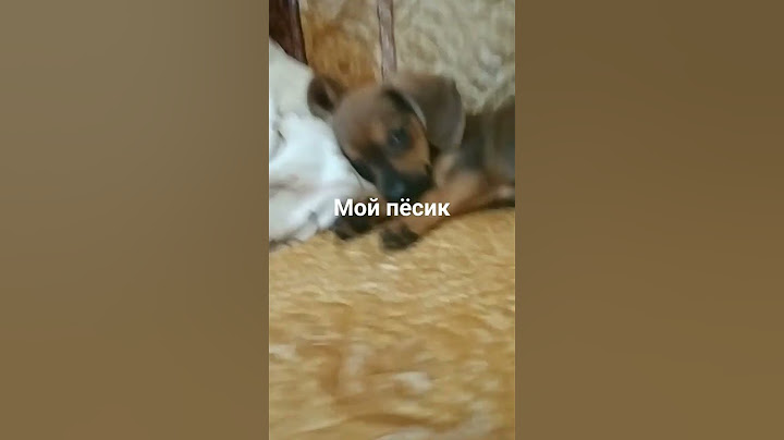 #мечта сбылась#щенок