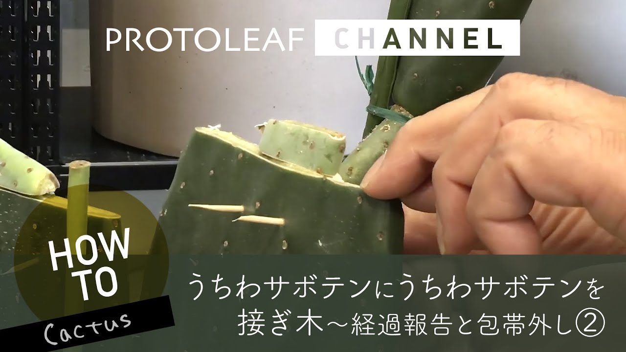 Grafted Cactus] Grafting Opuntia basilaris onto a prickly pear