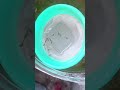 Purple berry dragon dumbo ear guppies gave birth to lot of babies #purpleberryguppies