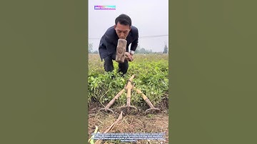 Harvesting Innovation: The Triple-Pronged Hoe for Sweet Potatoes