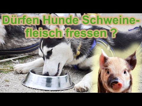 Video: Dürfen Hunde Schweine- Oder Rippenknochen Essen?