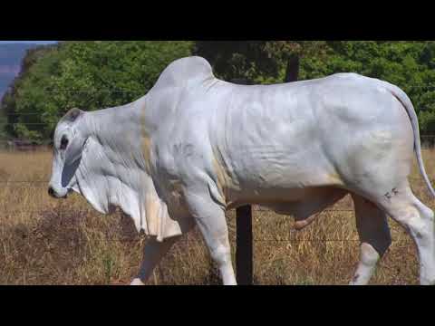 LOTE 129 | 41º MEGA LEILÃO ANUAL CARPA - TOUROS