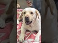 #dancing #dog