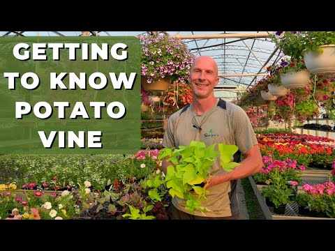 Video: När ska man plantera potatisrankor?