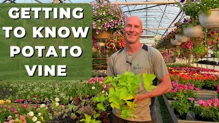 Getting to Know Potato Vine (Ipomoea)  Best Tips for Care, Use and What You Need to Know