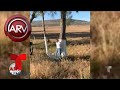 Revelan video de bebita abandonada en un bosque | Al Rojo Vivo | Telemundo