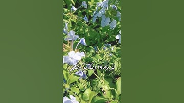 سوره الفتح ❤️‍🩹❤️‍🩹