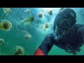 Jellyfish Adventure Quiz