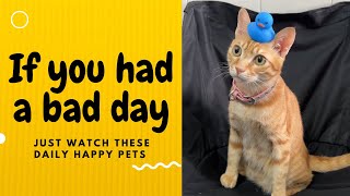 If you had a bad day, just watch these daily happy pets | Day 36