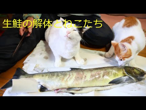 鮭の捌き方を見守るねこたち 211217