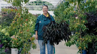PETITTI | How to Grow Peach Trees in Northeast Ohio (Zone 6)