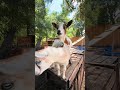 I’ve been formally informed that treats are mandatory 🐐#goat #farmlife #homestead #fyp #animals