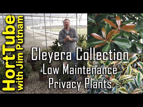 วีดีโอ: Cleyera Plant Care - เคล็ดลับในการปลูกไม้พุ่ม Cleyera