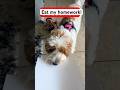 Can my dog eat my homework?📄🍽️ #shorts #viral #funny #comedy #homework #subscribe
