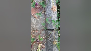 My procedure for saving #fourleafclover