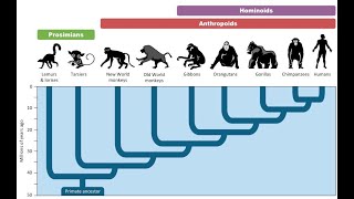 Monkey Evolution  - (The history of primate evolution)