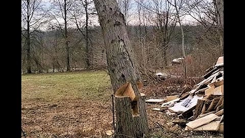 Tongue and Groove Tree Felling Technique