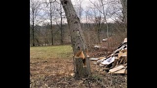 Tongue and Groove Tree Felling Technique