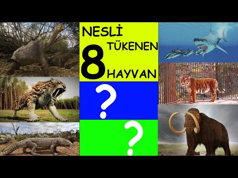 NESLİ TÜKENEN HAYVANLAR- Nesli tükenen sekiz hayvan - NESLİ TÜKENEN HAYVAN BELGESELİ