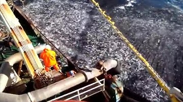 Mẻ Cá Lớn Nhất Thế giới | Kéo mẻ lưới cả 100 tấn cá hồi