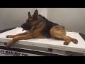 Quasimodo: le chien différent est à la recherche d'une famille d'acceuil.