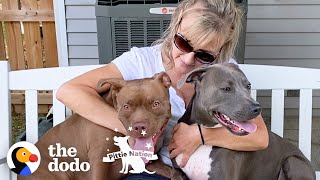 Pitties Are Obsessed With Their Grandma | The Dodo Pittie Nation