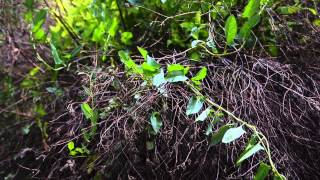 Weeding tutorial in Colorado: Gardening with Betty Cahill