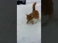 Dog Shoves Cat’s Face In Snow