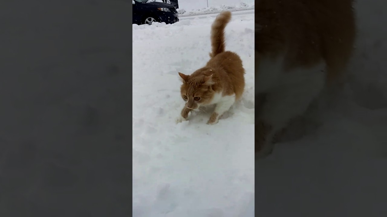 Pauvre Chat Katniss I Rentre Carré La Tête Dans Neige Haha Viral Letsgoviral Vlogtva