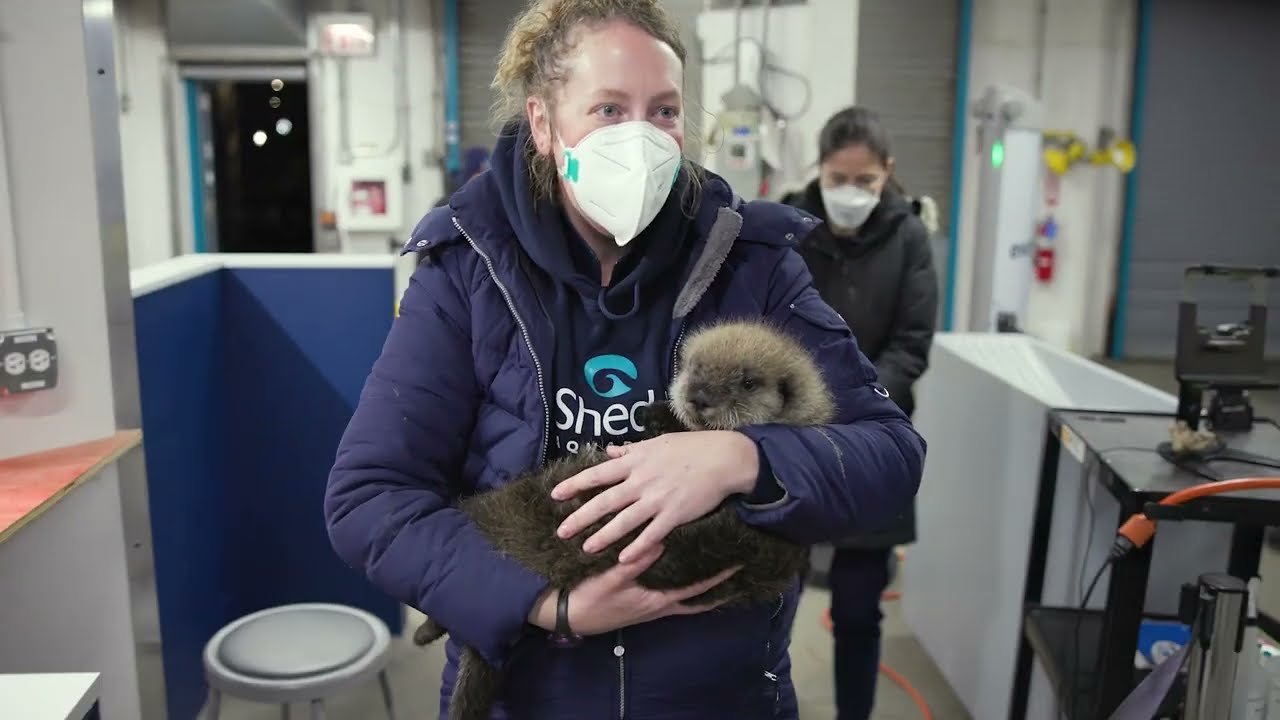 Welcome Home Little Pup