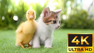 Cute Baby Animals 4K ~ Body Mind Restoration, Melatonin Release, Healing Music For You