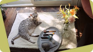 ASMR Cat Pampering | Brushing + Grooming (no music, no talking)