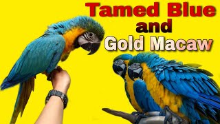 tamed blue and gold macaw available in mumbai || mumbai pets shop || macaw parrot | blue&gold macaw screenshot 5