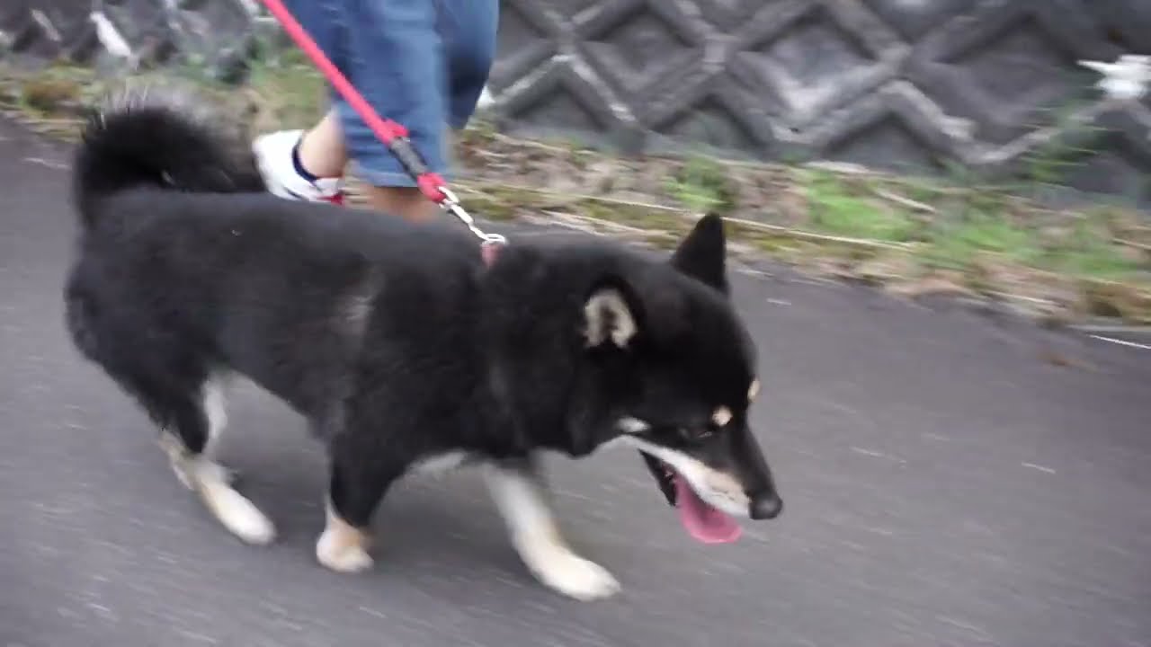 Japanese Black Shiba Inu Bunta Walking Long Version Youtube